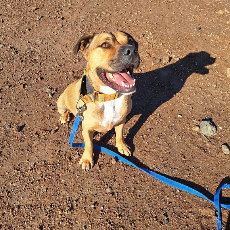 Sun, male 3yo Mixed Breed for adoption at Live PAWS Tenerife