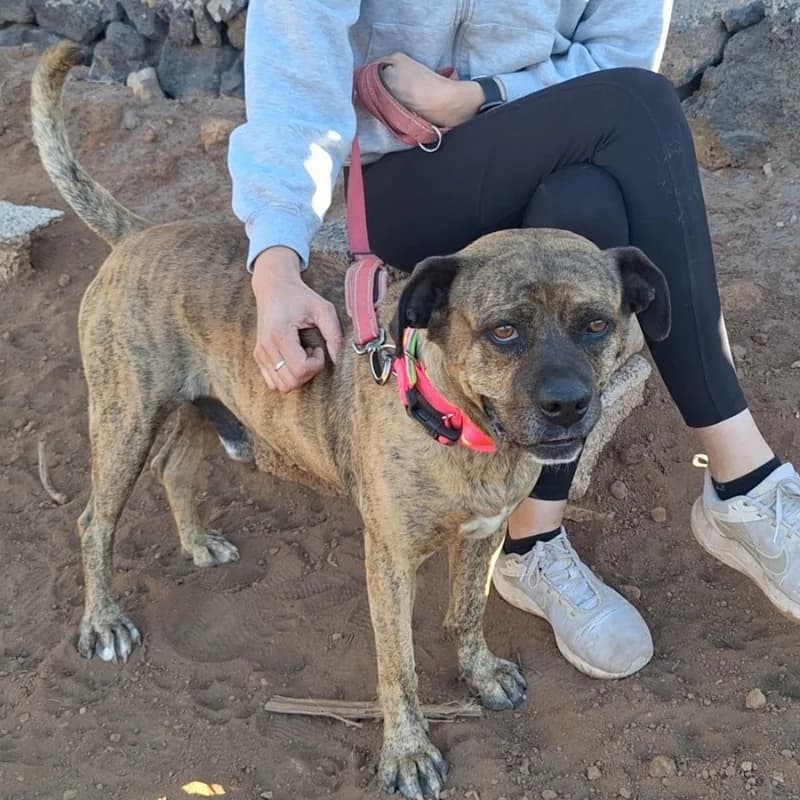 Mesi, male senior Mixed Breed for adoption at Live PAWS Tenerife