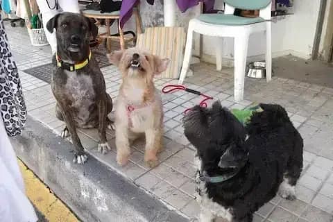 Live Paws Charity Shops, Mixed Breed for adoption at Live PAWS Tenerife