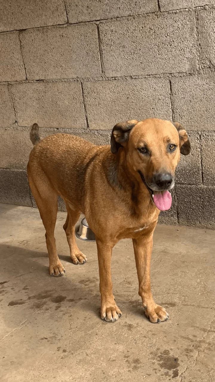 Support Live Paws, Mixed Breed for adoption at Live PAWS Tenerife