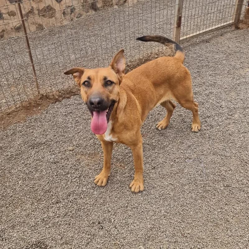 Support Live PAWS, Mixed Breed for adoption at Live PAWS Tenerife