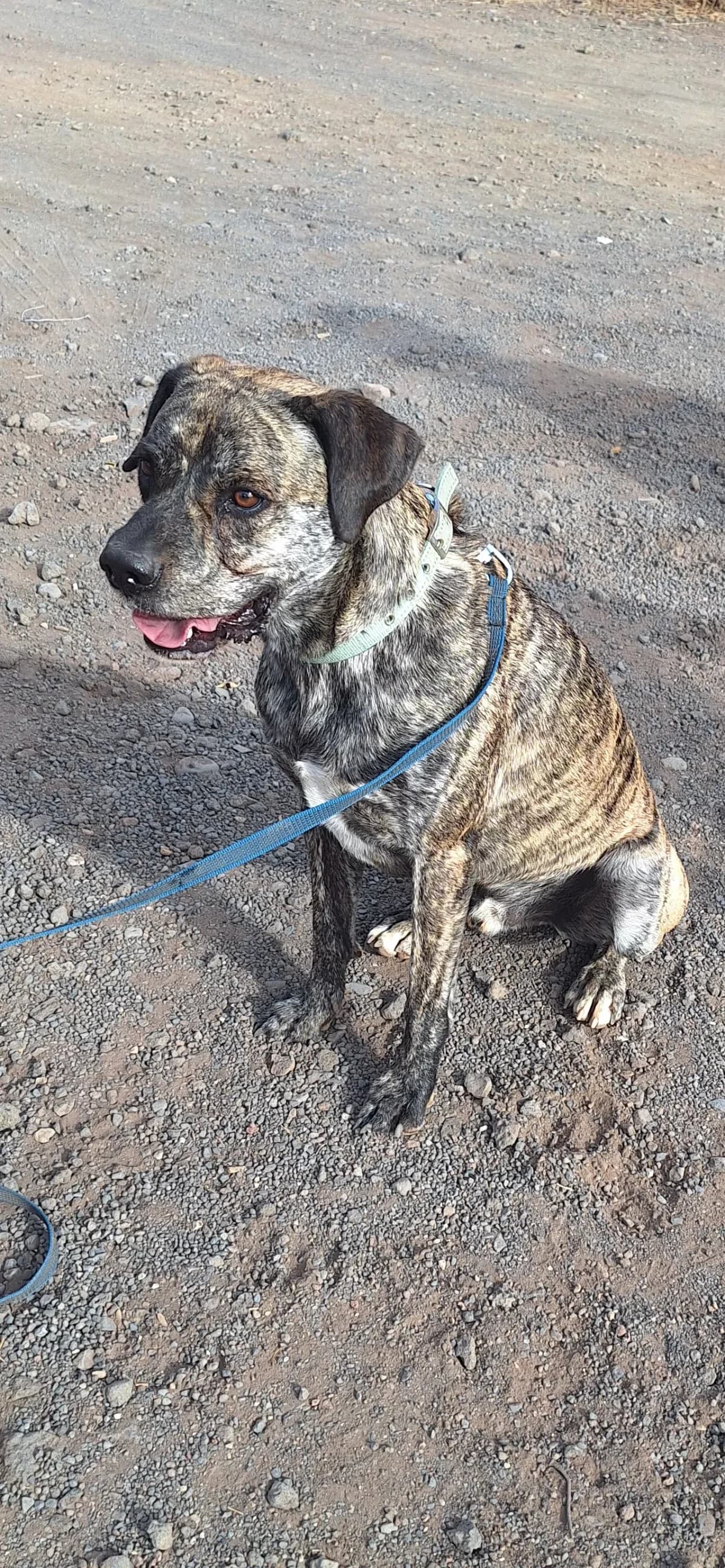 Support Live PAWS, Mixed Breed for adoption at Live PAWS Tenerife