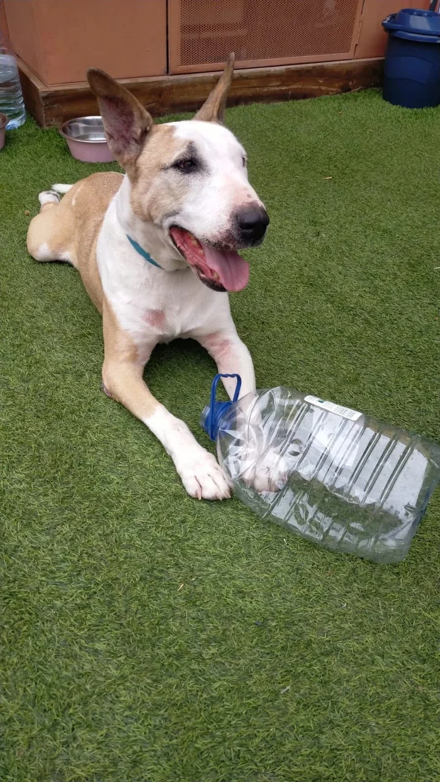 Support Live PAWS, Mixed Breed for adoption at Live PAWS Tenerife