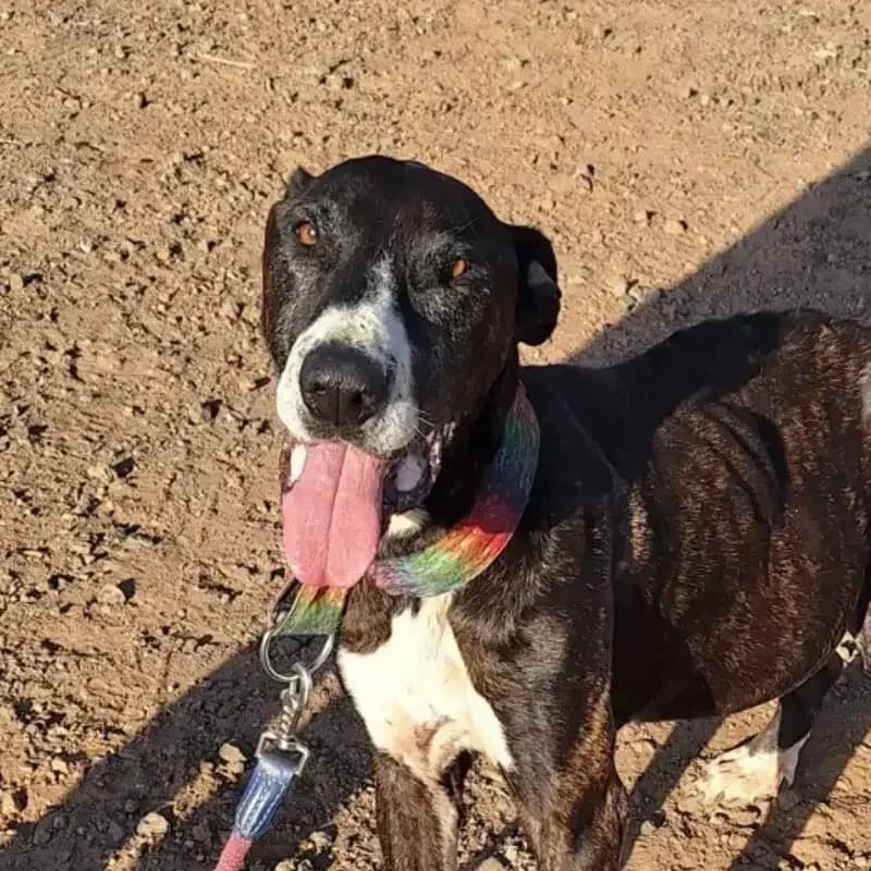 Dogs who need a foster family, female Mixed Breed for adoption at Live PAWS Tenerife