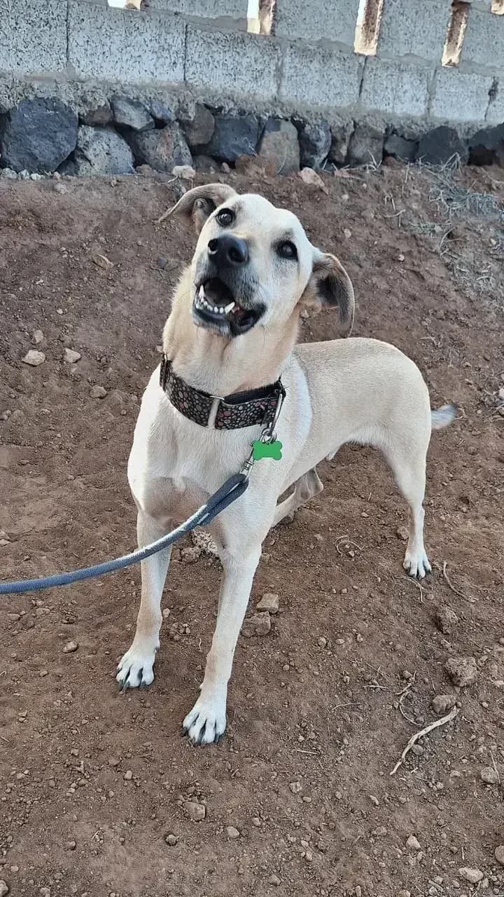 Dogs looking for a family, female Mixed Breed for adoption at Live PAWS Tenerife