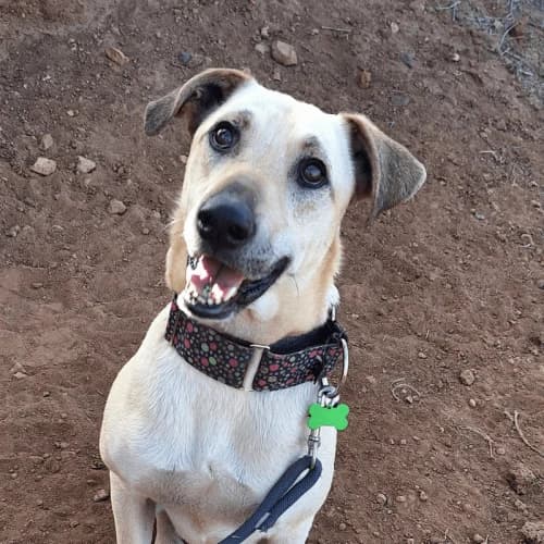 Abhau, male 4yo Mixed Breed for adoption at Live PAWS Tenerife