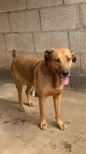 ALPHONSO, mixed breed for adoption at Live PAWS Tenerife
