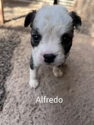Alfredo, mixed breed for adoption at Live PAWS Tenerife