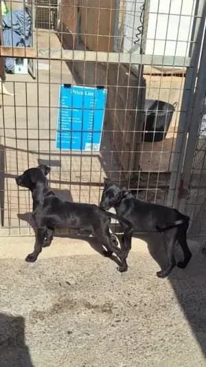 Balu, mixed breed for adoption at Live PAWS Tenerife