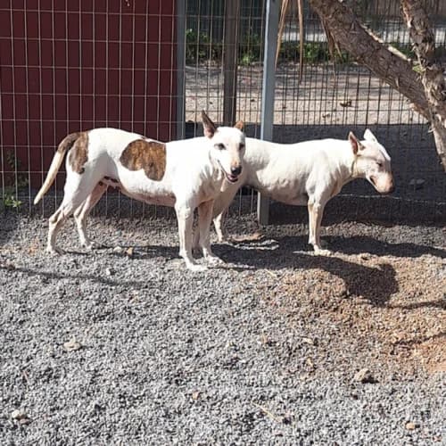 Bichette & Blandine, female puppy mixed breed for adoption at Live PAWS Tenerife