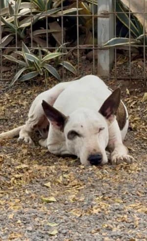 Bichette & Blandine, mixed breed for adoption at Live PAWS Tenerife