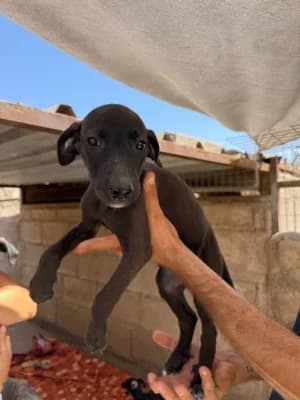 Bluey, mixed breed for adoption at Live PAWS Tenerife