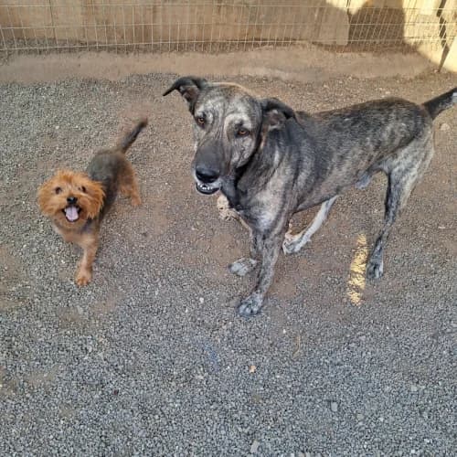 Buddy and Rocky, male 4yo Mixed Breed for adoption at Live PAWS Tenerife