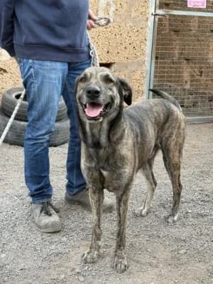 Buddy and Rocky, mixed breed for adoption at Live PAWS Tenerife
