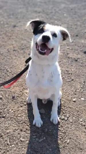 Chachi, mixed breed for adoption at Live PAWS Tenerife