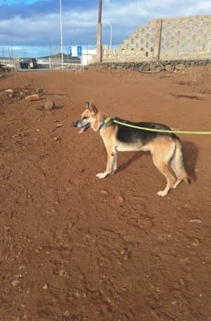 Charlie, mixed breed for adoption at Live PAWS Tenerife