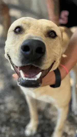 Copito, mixed breed for adoption at Live PAWS Tenerife