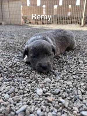 Cruz Puppies, mixed breed for adoption at Live PAWS Tenerife