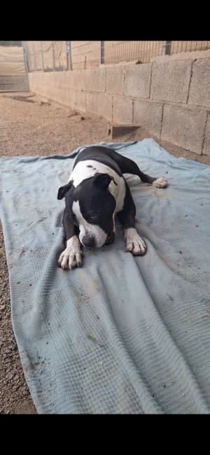 Dakota, mixed breed for adoption at Live PAWS Tenerife