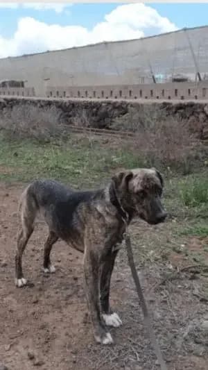 Dana, mixed breed for adoption at Live PAWS Tenerife