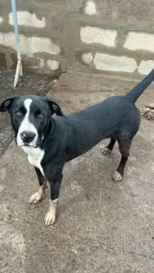 Dandara, mixed breed for adoption at Live PAWS Tenerife