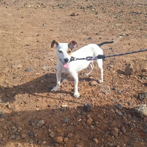 Denver, mixed breed for adoption at Live PAWS Tenerife