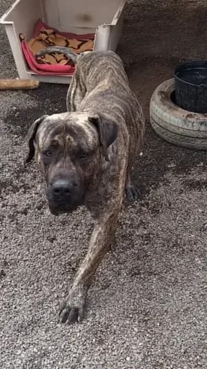 Diego, mixed breed for adoption at Live PAWS Tenerife