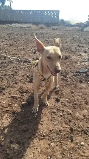 Dobby, mixed breed for adoption at Live PAWS Tenerife