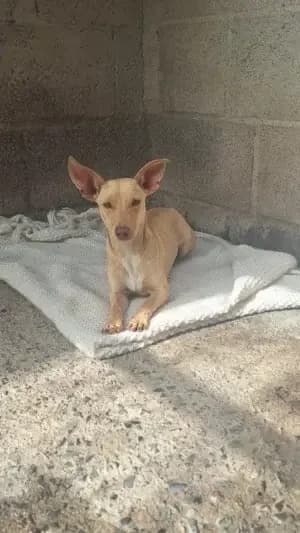 Dobby, mixed breed for adoption at Live PAWS Tenerife