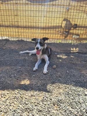 Elsa, mixed breed for adoption at Live PAWS Tenerife