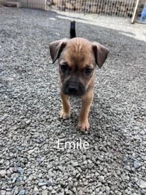 EMILE (cruz pup), mixed breed for adoption at Live PAWS Tenerife