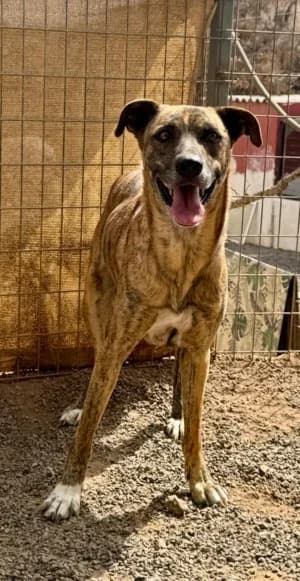 Faust, mixed breed for adoption at Live PAWS Tenerife