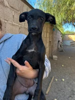 FERN (GΓΊimar Pup), mixed breed for adoption at Live PAWS Tenerife