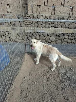 FLUFFY, mixed breed for adoption at Live PAWS Tenerife