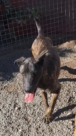 Hada, mixed breed for adoption at Live PAWS Tenerife