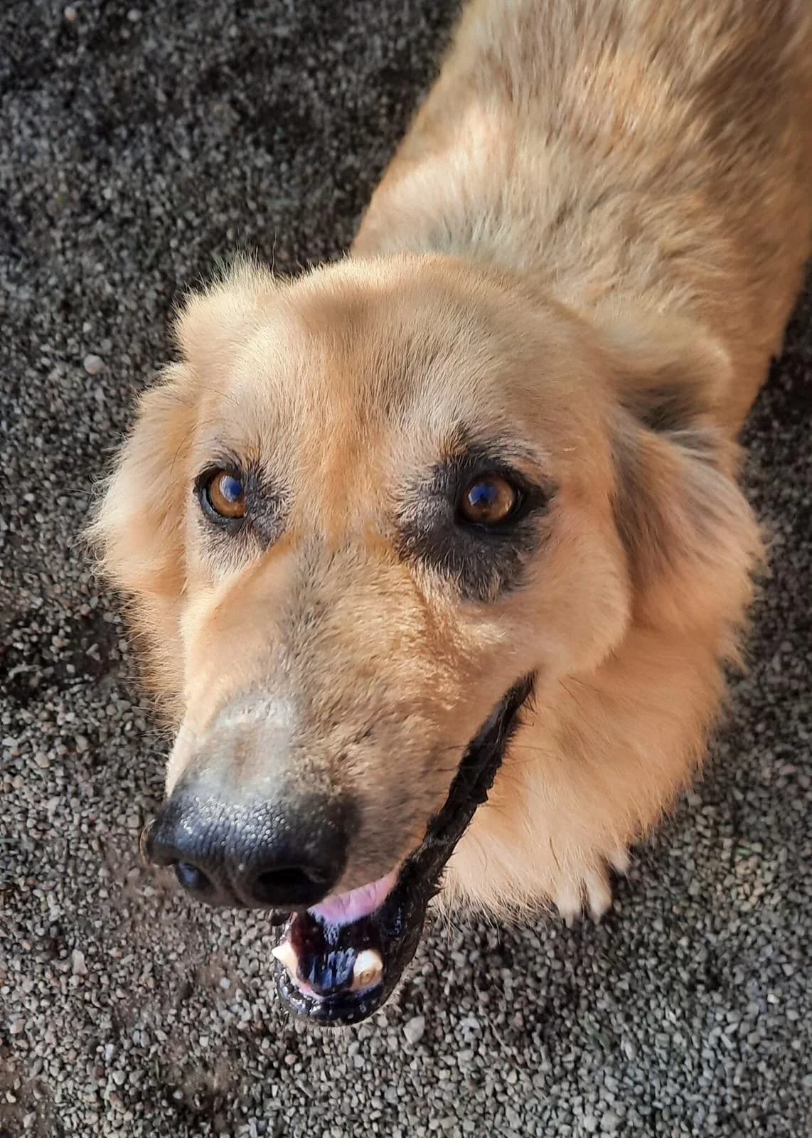 Never Forgotten, mixed breed for adoption at Live PAWS Tenerife