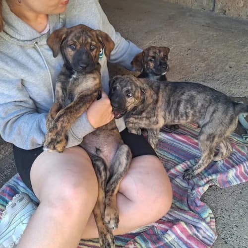 Jazz, Freda & Menace, female puppy mixed breed for adoption at Live PAWS Tenerife