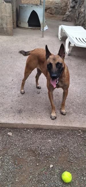 JUDITH, mixed breed for adoption at Live PAWS Tenerife