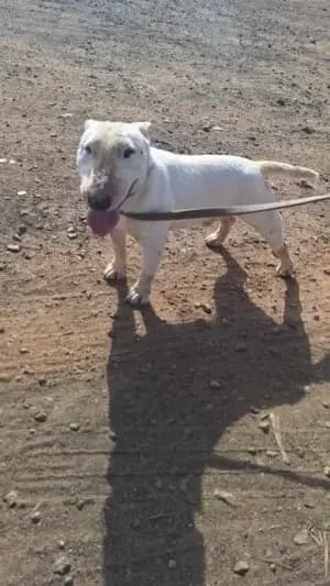 Kuman, mixed breed for adoption at Live PAWS Tenerife