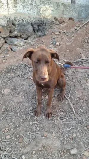 Lenteja, mixed breed for adoption at Live PAWS Tenerife