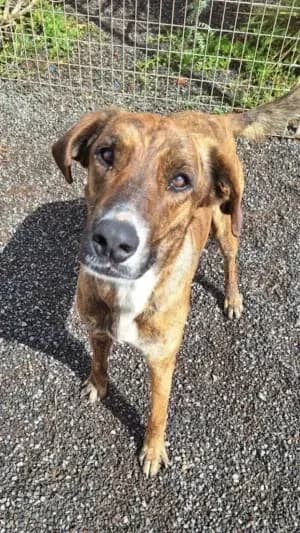 Leroy, mixed breed for adoption at Live PAWS Tenerife
