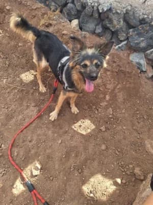 Lisa, mixed breed for adoption at Live PAWS Tenerife