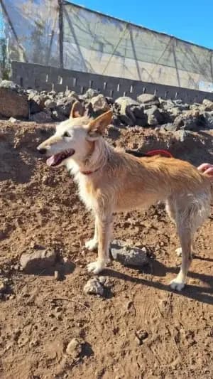 Lizzie, mixed breed for adoption at Live PAWS Tenerife