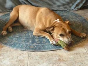 Lola, mixed breed for adoption at Live PAWS Tenerife