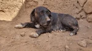 Lua, mixed breed for adoption at Live PAWS Tenerife
