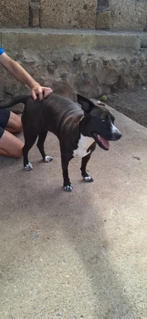 Luci, mixed breed for adoption at Live PAWS Tenerife