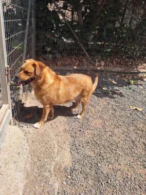 Max, mixed breed for adoption at Live PAWS Tenerife