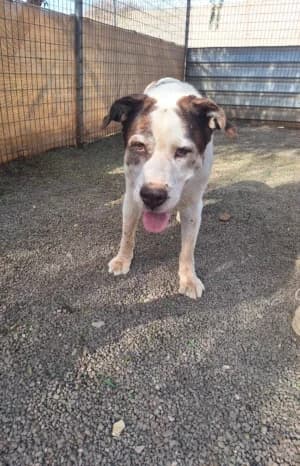 Maxi, mixed breed for adoption at Live PAWS Tenerife