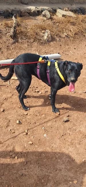 Mia, mixed breed for adoption at Live PAWS Tenerife