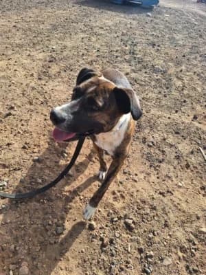 MIKA, mixed breed for adoption at Live PAWS Tenerife